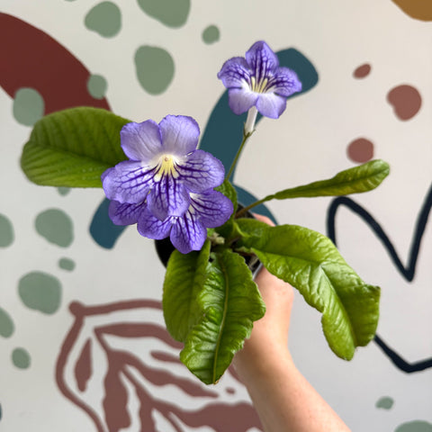 Streptocarpus ionantha 'Victoria' - Welsh Grown - Sprouts of Bristol