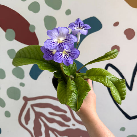 Streptocarpus ionantha 'Victoria' - Welsh Grown - Sprouts of Bristol