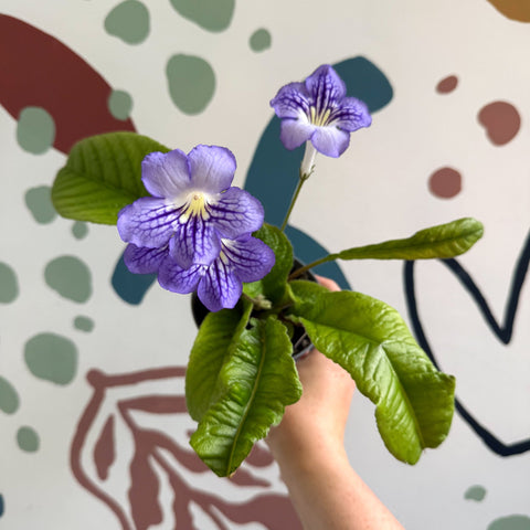 Streptocarpus ionantha 'Victoria' - Welsh Grown - Sprouts of Bristol