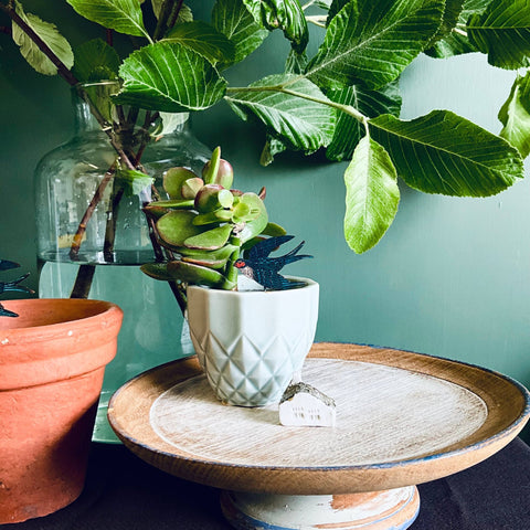 Swallow Plant Pot Companions - Sprouts of Bristol