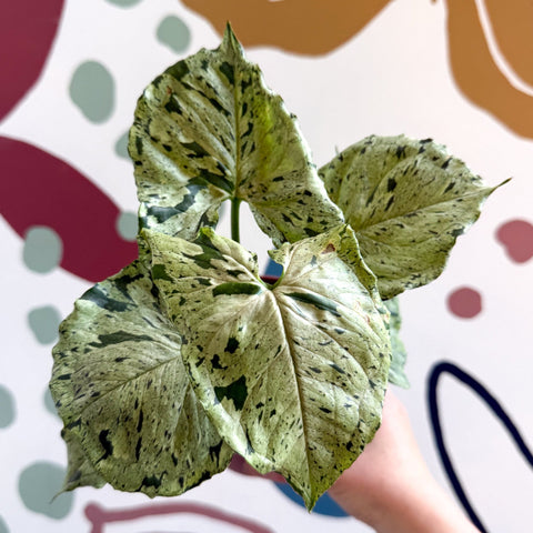 Syngonium 'Green Splash' - Sprouts of Bristol