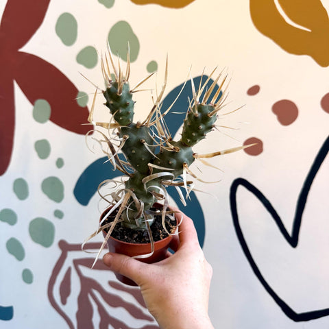 Tephrocactus strobiliformis – Pine Cone Cactus - Sprouts of Bristol