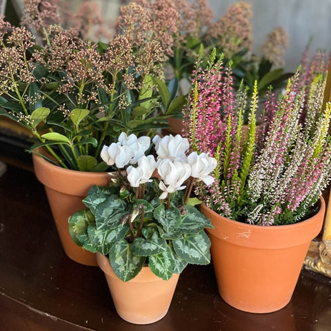 Terracotta Planter Hire – Various Sizes - Sprouts of Bristol