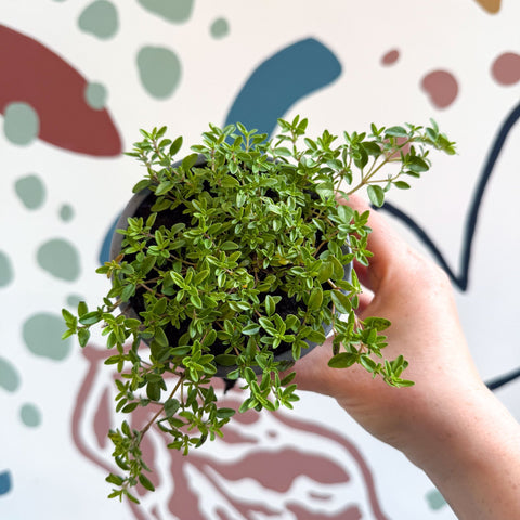 Thymus citriodorus 'Aureus' - Thyme - British Grown Culinary Herbs - Sprouts of Bristol