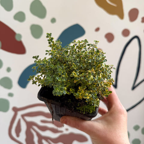 Thymus citriodorus 'Doone Valley' - Thyme - British Grown Culinary Herbs - Sprouts of Bristol