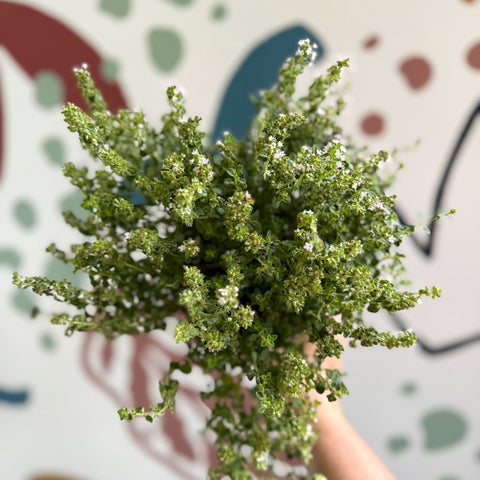 Thymus citriodorus 'Silver Queen' - Lemon Thyme - Sprouts of Bristol