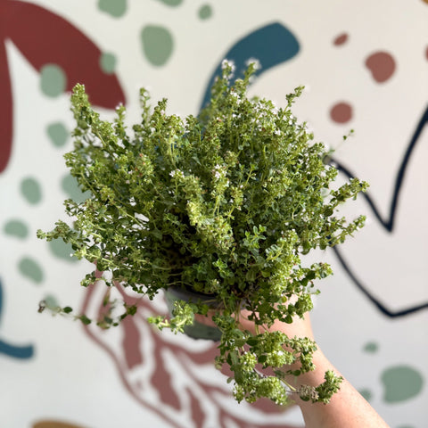 Thymus citriodorus 'Silver Queen' - Lemon Thyme - Sprouts of Bristol