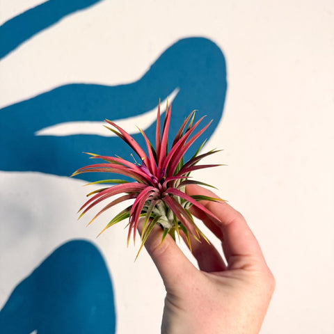 Tillandsia ionantha 'Rubra' - Red Air Plant - Sprouts of Bristol