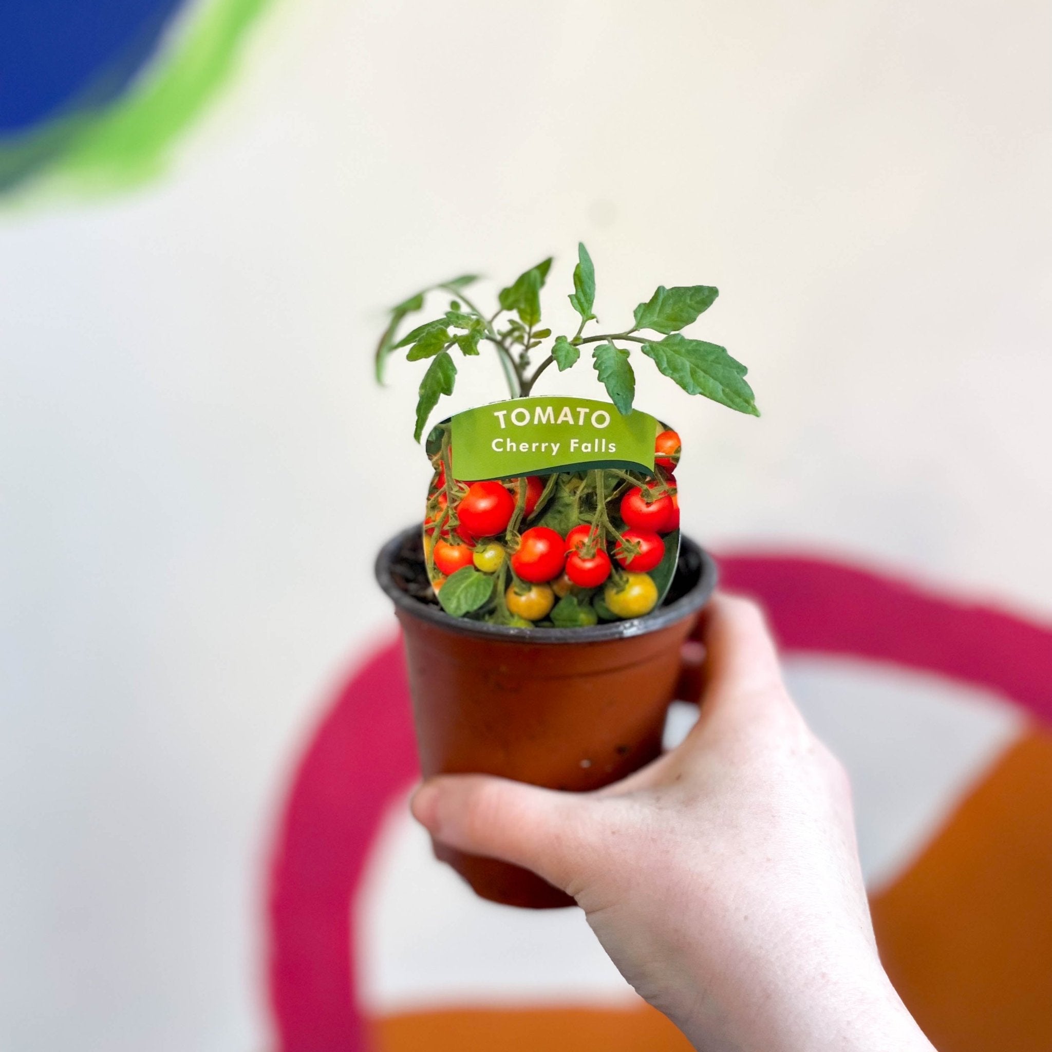 tomato plant pots uk Tomato (Bush) - Solanum lycopersicum 'Cherry Falls'