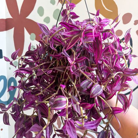 Tradescantia fluminensis ‘Pink Paradise’ - Sprouts of Bristol