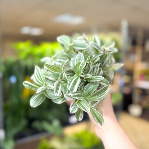 Tradescantia fluminensis ‘White Cobra’ – Inch Plant - Sprouts of Bristol