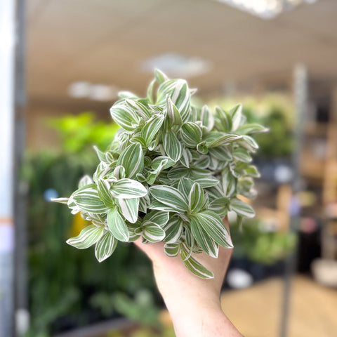 Tradescantia fluminensis ‘White Cobra’ – Inch Plant - Sprouts of Bristol
