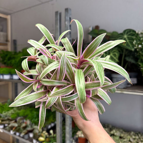 Tradescantia spathacea 'Varicolor’ - Spider Lily - Sprouts of Bristol