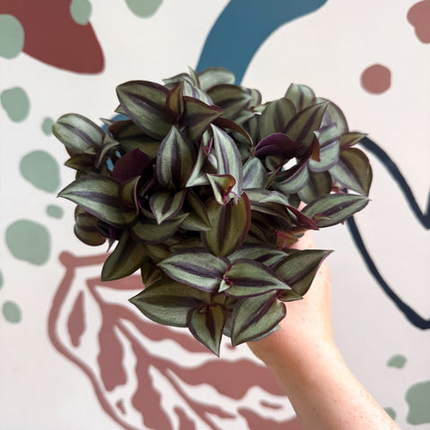 Tradescantia zebrina 'Silver Sicilian' - Silver Inch Plant - Sprouts of Bristol