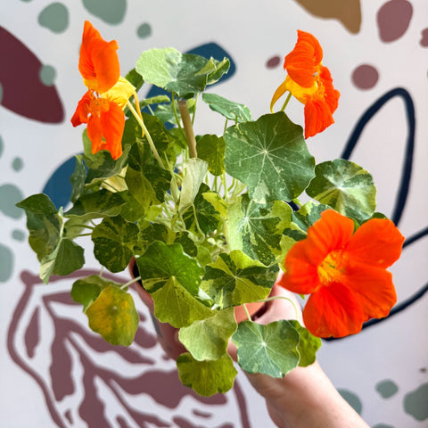 Tropaeolum majus 'Alaska Series' - Variegated Nasturtium - Sprouts of Bristol