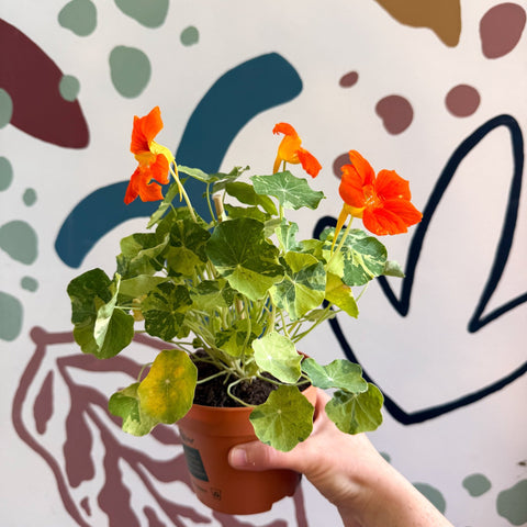 Tropaeolum majus 'Alaska Series' - Variegated Nasturtium - Sprouts of Bristol