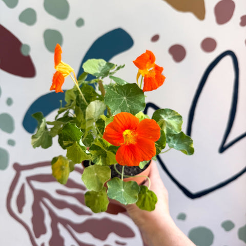Tropaeolum majus 'Alaska Series' - Variegated Nasturtium - Sprouts of Bristol