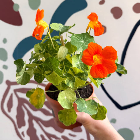 Tropaeolum majus 'Alaska Series' - Variegated Nasturtium - Sprouts of Bristol