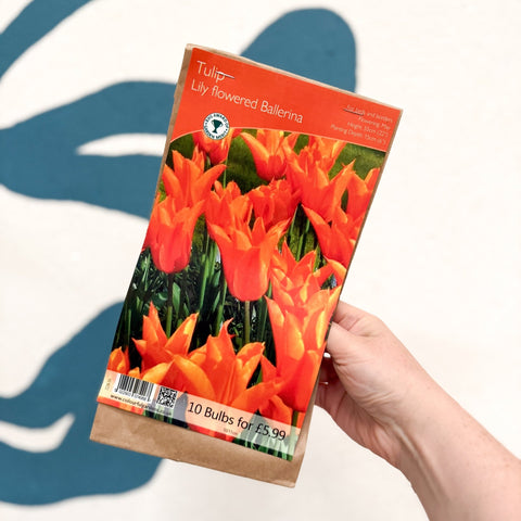Tulip ‘Ballerina’ – Lily Flowered Tulip Bulbs – Pack of 10 - Sprouts of Bristol