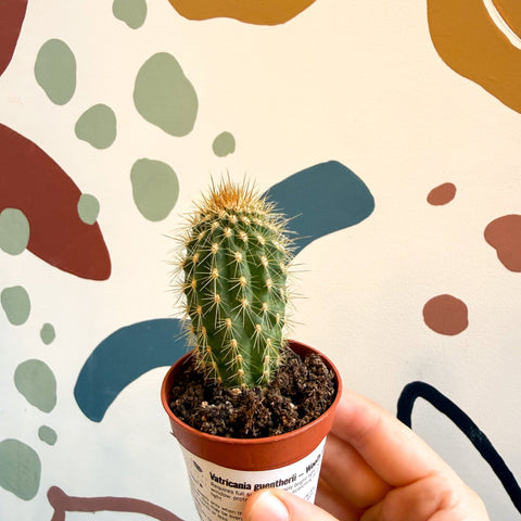 Vatricania guentherii – Woolly Column Cactus - Sprouts of Bristol