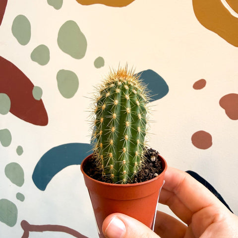 Vatricania guentherii – Woolly Column Cactus - Sprouts of Bristol