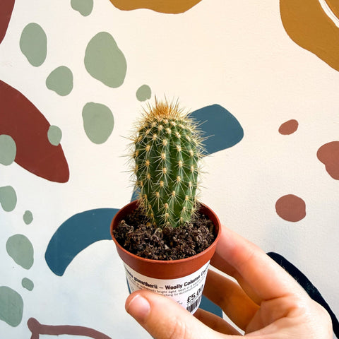 Vatricania guentherii – Woolly Column Cactus - Sprouts of Bristol