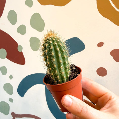 Vatricania guentherii – Woolly Column Cactus - Sprouts of Bristol