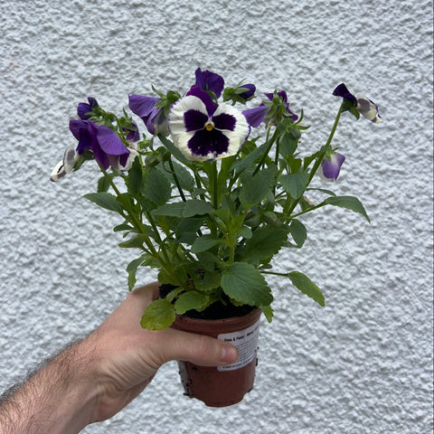 Viola & Pansy - Mixed - British Grown - Sprouts of Bristol
