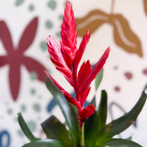 Vriesea ‘Twinkle’ - Flaming Sword Bromeliad - Sprouts of Bristol