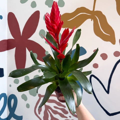 Vriesea ‘Twinkle’ - Flaming Sword Bromeliad - Sprouts of Bristol