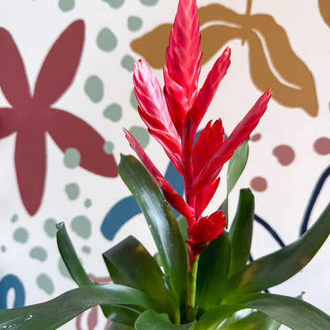 Vriesea ‘Twinkle’ - Flaming Sword Bromeliad - Sprouts of Bristol
