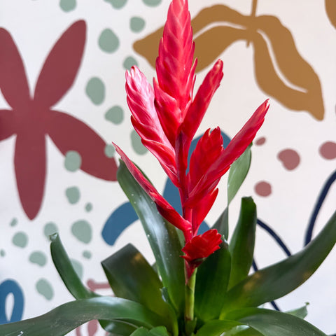 Vriesea ‘Twinkle’ - Flaming Sword Bromeliad - Sprouts of Bristol