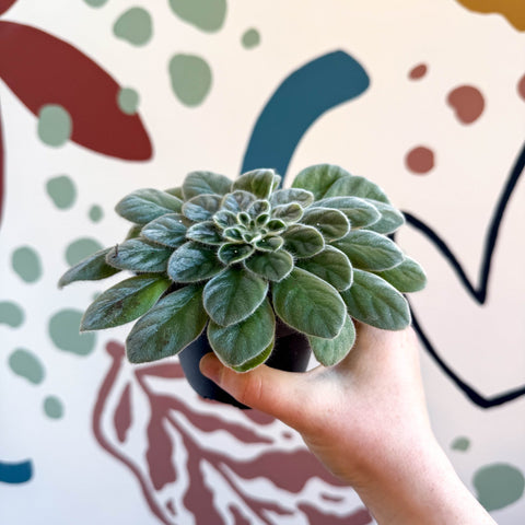 Whirlpool Plant - Petrocosmea sericea - Welsh Grown - Sprouts of Bristol