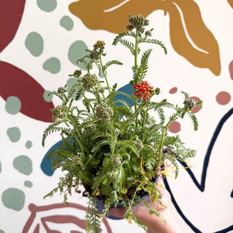 Yarrow - Achillea millefolium 'Milly Rock Mixmaster's Dance' - British Grown Herbaceous Perennial - Sprouts of Bristol