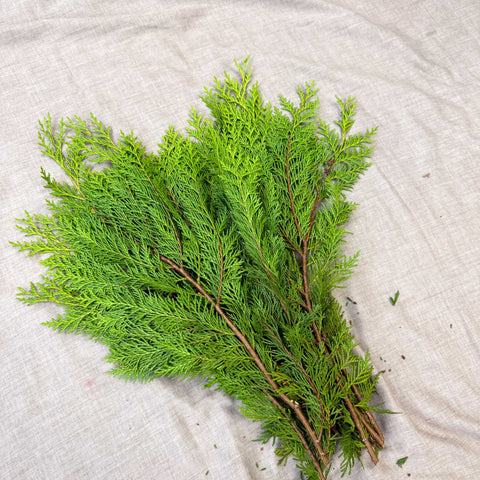 Yellow Conifer Branches (Chamaecyparis) – Fresh Foliage for Christmas Wreaths, Floristry & Festive Crafting - Sprouts of Bristol