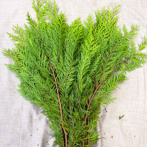 Yellow Conifer Branches (Chamaecyparis) – Fresh Foliage for Christmas Wreaths, Floristry & Festive Crafting - Sprouts of Bristol