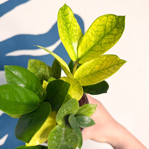 Zamioculcas zamiifolia ‘Chameleon’ – ZZ Plant - Sprouts of Bristol