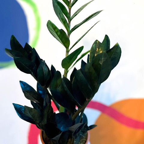 Zamioculcas zamiifolia 'Raven' - Black ZZ Plant - Sprouts of Bristol