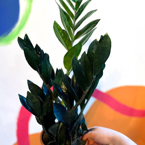 Zamioculcas zamiifolia 'Raven' - Black ZZ Plant - Sprouts of Bristol