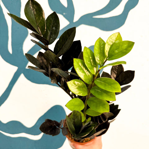 Zamioculcas zamiifolia 'Raven' - Black ZZ Plant - Sprouts of Bristol