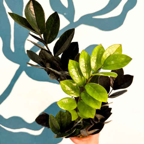 Zamioculcas zamiifolia 'Raven' - Black ZZ Plant - Sprouts of Bristol