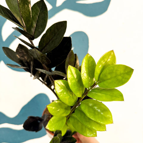 Zamioculcas zamiifolia 'Raven' - Black ZZ Plant - Sprouts of Bristol