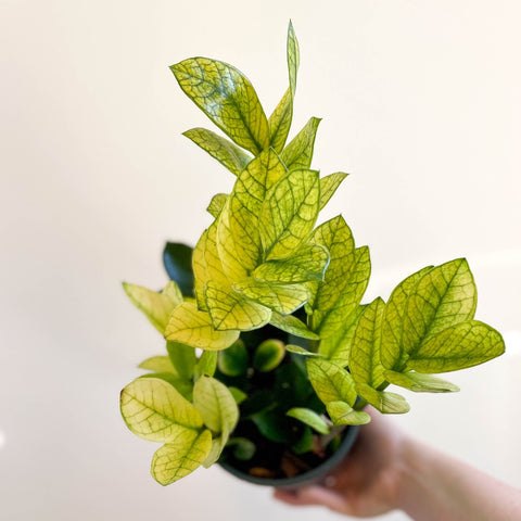 Zamioculcas zamiifolia variegata - Sprouts of Bristol