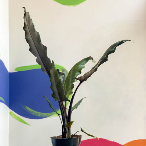 Alocasia lauterbachiana - Purple Sword