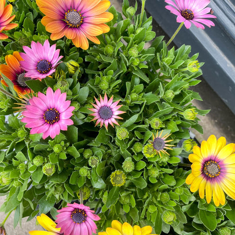 African Daisy - Osteospermum - Sprouts of Bristol