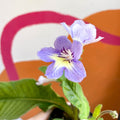 African Violet - Streptocarpus 'Natalie' - Welsh Grown - Sprouts of Bristol