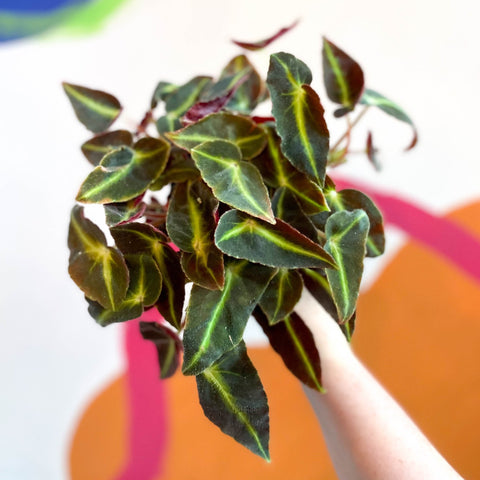 Begonia listada - Welsh Grown - Sprouts of Bristol