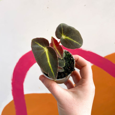 Begonia rex listada - Sprouts of Bristol