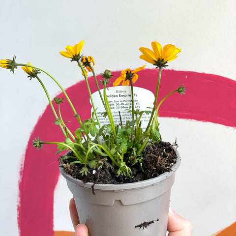 Bidens 'Golden Empire' - UK Grown - Sprouts of Bristol