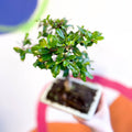 Bonsai - Carmona microphylla - Fukien Tea Tree - Sprouts of Bristol